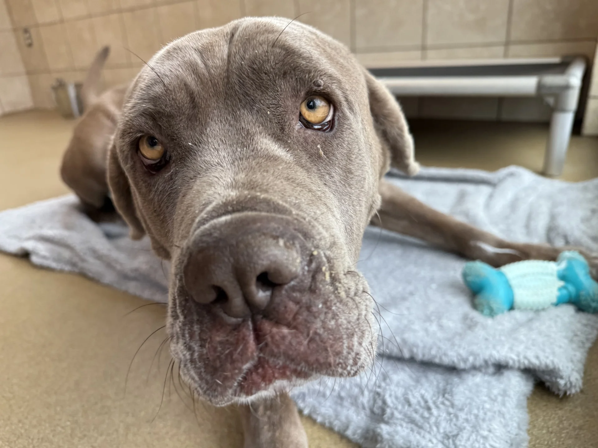 Blankets donated by Galleria Chevrolet delivered to Farmers Branch Animal Services
